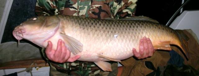 delta rosu 2012 - 310520.jpg